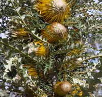 Woylie Walk Dryandra Woodland - Accommodation Mt Buller