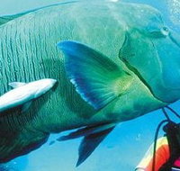 Aristocat Snorkel and Scuba Port Douglas - Accommodation Mt Buller