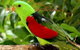 Birdworld Kuranda - thumb 0