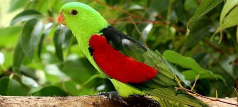Birdworld Kuranda - Accommodation Mt Buller 0