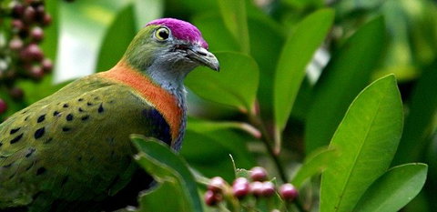 Birdworld Kuranda - Accommodation Mt Buller 1