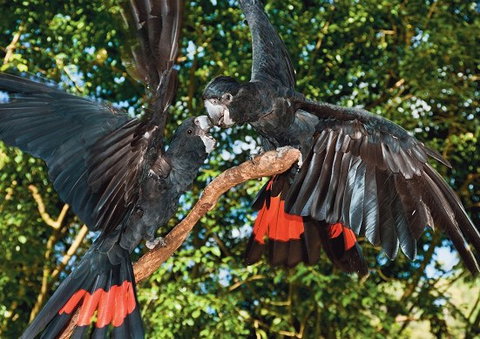 Birdworld Kuranda - Accommodation Mt Buller 2