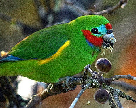 Birdworld Kuranda - Accommodation Mt Buller 3