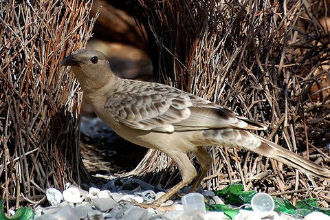 Birdworld Kuranda - Accommodation Mt Buller 4