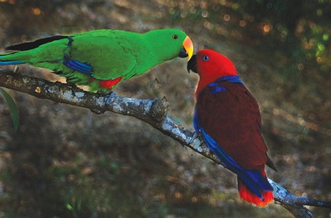Birdworld Kuranda - Accommodation Mt Buller 5