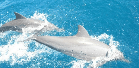 Tallship Adventures - Accommodation Mt Buller 3