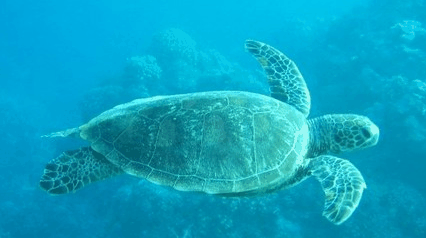 Tallship Adventures - Accommodation Mt Buller 4