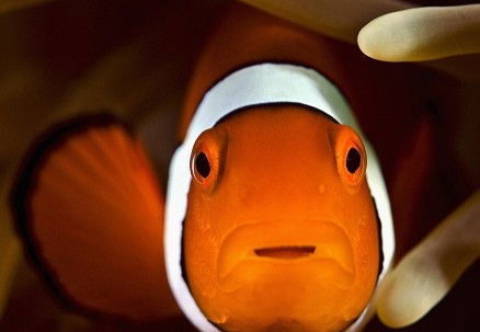 Pro Dive Cairns - Accommodation Mt Buller 3