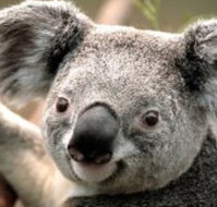 Wildlife Habitat - Accommodation Mt Buller
