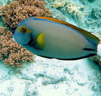 Illusions - Accommodation Mt Buller