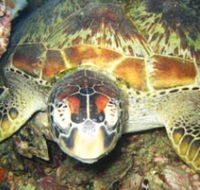 Adrenalin Snorkel and Dive