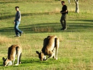 Araucaria Ecotours - Accommodation Mt Buller 0