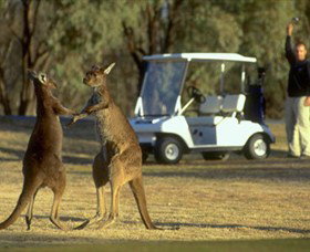 Coomealla Golf Club - Accommodation Mt Buller 2