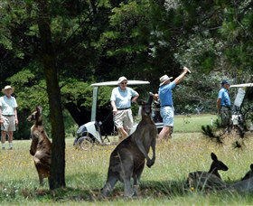 Glen Innes NSW Accommodation Mt Buller