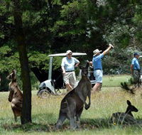 Glen Innes Golf Club - Accommodation Mt Buller