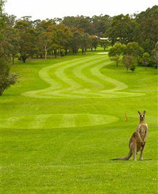 Pambula Merimbula Golf Club - Accommodation Mt Buller 2