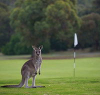Anglesea Golf Club - Accommodation Mt Buller
