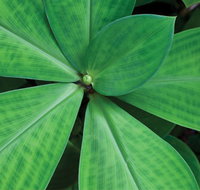 Limberlost Nursery  Garden Centre