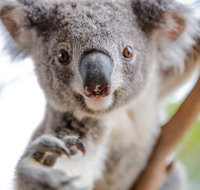 Meet the Stars of the Livestreams - Accommodation Mt Buller