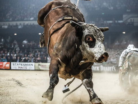 PBR Hawkesbury Stampede - Accommodation Mt Buller 1