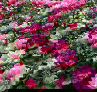 2020 Woolmers Estate Festival of Roses - Accommodation Mt Buller