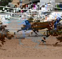 Dalgety Team Penning - Accommodation Mt Buller