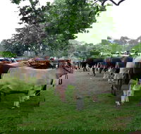 Dorrigo Agricultural Show - Accommodation Mt Buller