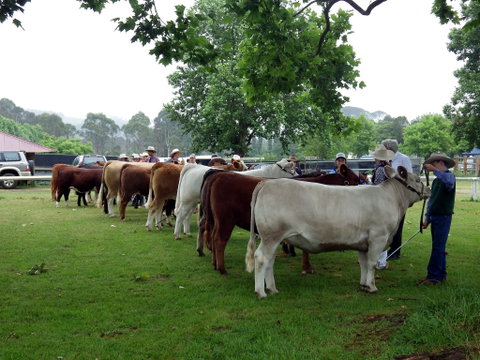 Dorrigo Agricultural Show - Accommodation Mt Buller 0