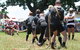 Dorrigo Agricultural Show - thumb 1