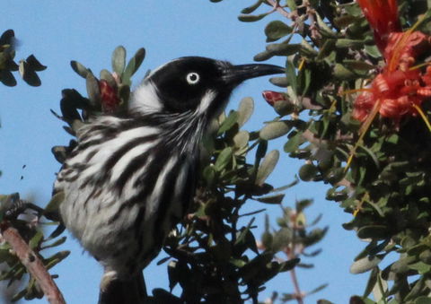 Esperance Wildflower Festival - Accommodation Mt Buller 0