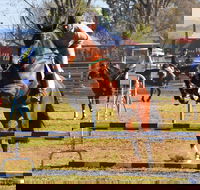 Glen Innes Pastoral and Agricultural Show - Accommodation Mt Buller