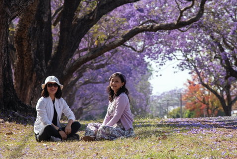 Grafton Jacaranda Festival - Accommodation Mt Buller 1