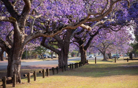 Grafton Jacaranda Festival - Accommodation Mt Buller 2
