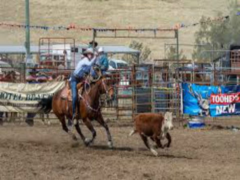 Gresford  Campdraft And Rodeo - Accommodation Mt Buller 1