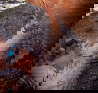 Learn all about Australia's Hidden Treasures - The Kimberley - Accommodation Mt Buller