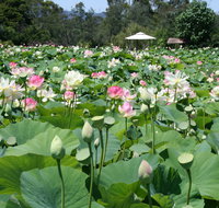 Lotus Flower Season - Accommodation Mt Buller