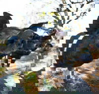 Mudgee Farm Walks - Accommodation Mt Buller