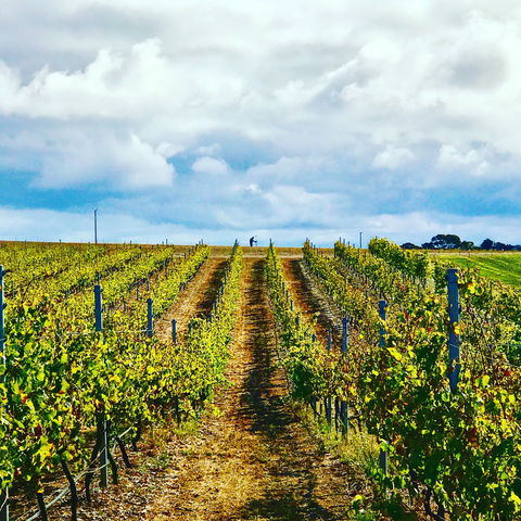 Peter Teakle Wines - Accommodation Mt Buller 1