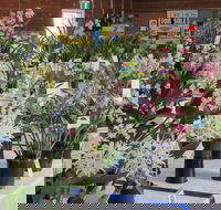 Sapphire Coast Orchid Club Spring Orchid Show - Accommodation Mt Buller