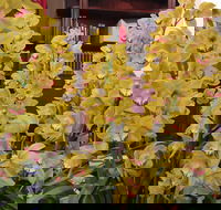 Sapphire Coast Orchid Club Winter Orchid Show - Accommodation Mt Buller