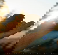 The Truffle Festival - Canberra Region - Accommodation Mt Buller