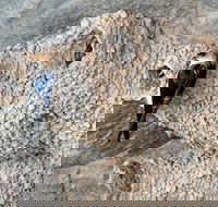 2020 Katherine Bird Festival - Accommodation Mt Buller