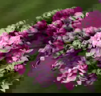 69th Annual Goulburn Lilac City Festival - Accommodation Mt Buller