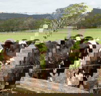 Bandon Grove Farm Tours - Accommodation Mt Buller