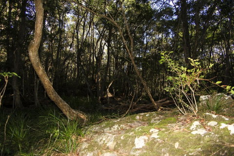 Bottlebutt Bash Trail Run - Accommodation Mt Buller 1