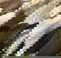 Flinders Island Show - Accommodation Mt Buller