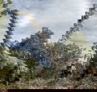 Lost Sanctuary at Healesville Sanctuary