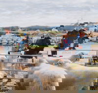 Mudgee Small Farm Field Days - Accommodation Mt Buller