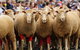 Rosto Merriwa Festival Of The Fleeces - thumb 0