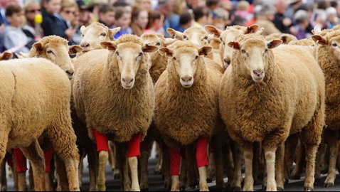 Rosto Merriwa Festival Of The Fleeces - Accommodation Mt Buller 0